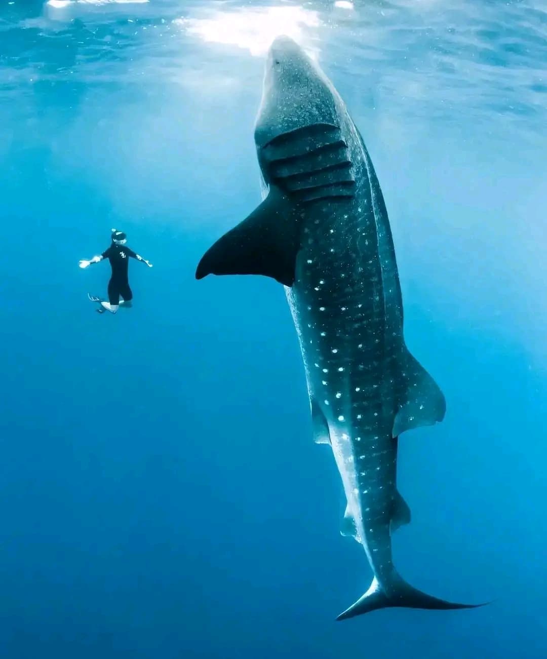 requin 
