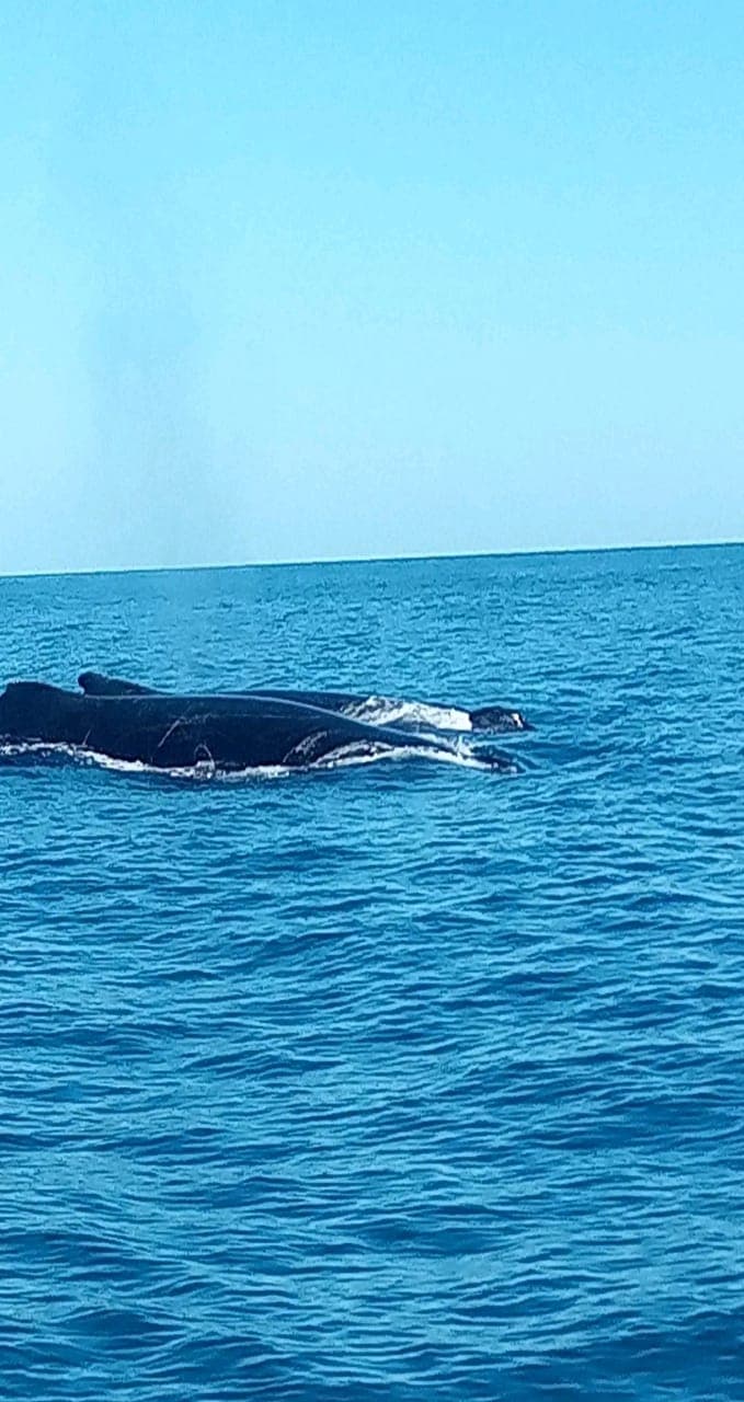 baleines de nosy be