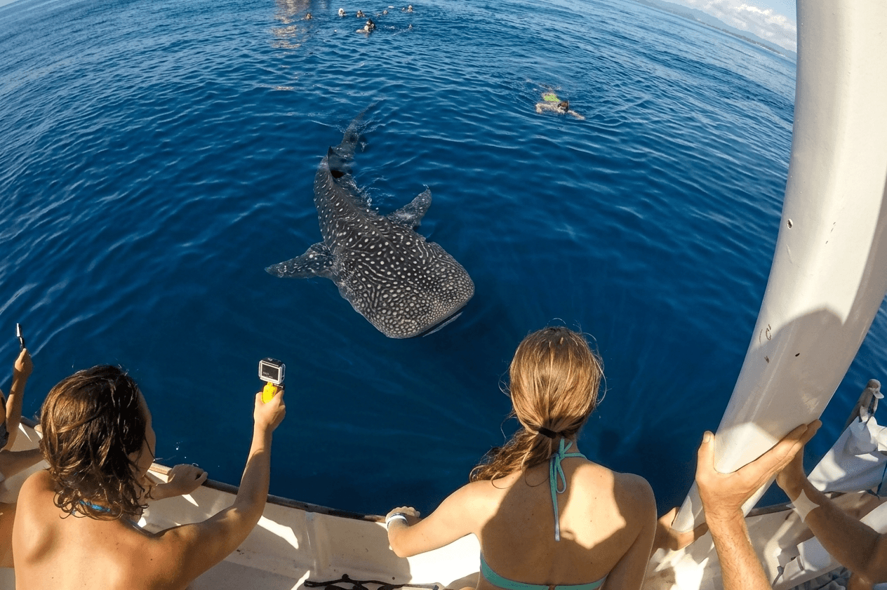 Requin baleine au large de Nosy Be