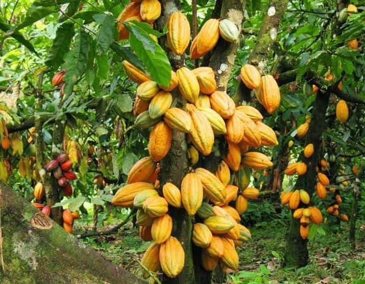 cacao ambanja
